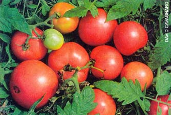 Seasonal Tips for Gardening Zones February-March 2002 Image